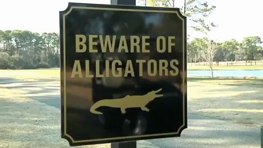 there are plenty of alligators to be found in Myrtle Beach