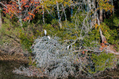 Meadowlands-No.-17-Nov.-19-2025-Jim-Maggio-Photo-0053_D