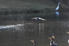 Fall-Classic-at-River-Hills-Nov.-19-2025-Jim-Maggio-Photo-0775-2