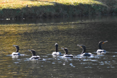 Fall-Classic-at-River-Hills-Nov.-19-2025-Jim-Maggio-Photo-0778-2