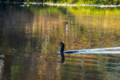 Fall-Classic-at-River-Hills-Nov.-19-2025-Jim-Maggio-Photo-0785-Enhanced-NR