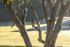 Blackmoor Golf Club (Jim Maggio Photo)