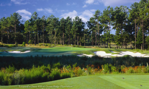 Come Chase Birdies with The BIG CATS!